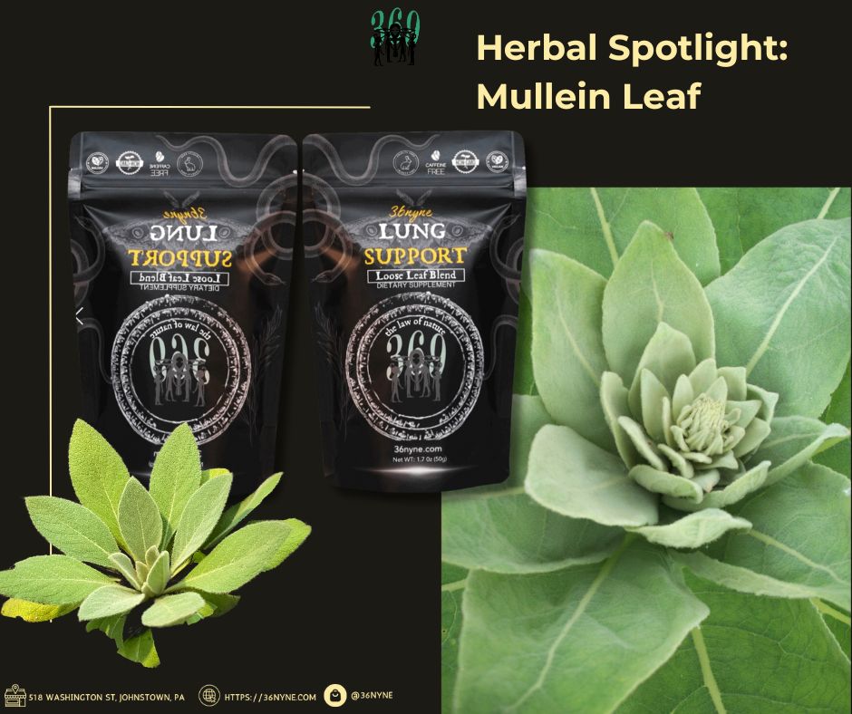 Did 36nyne Uncover a Secret Weapon? Is Mullein Leaf The Answer to Lung Health?