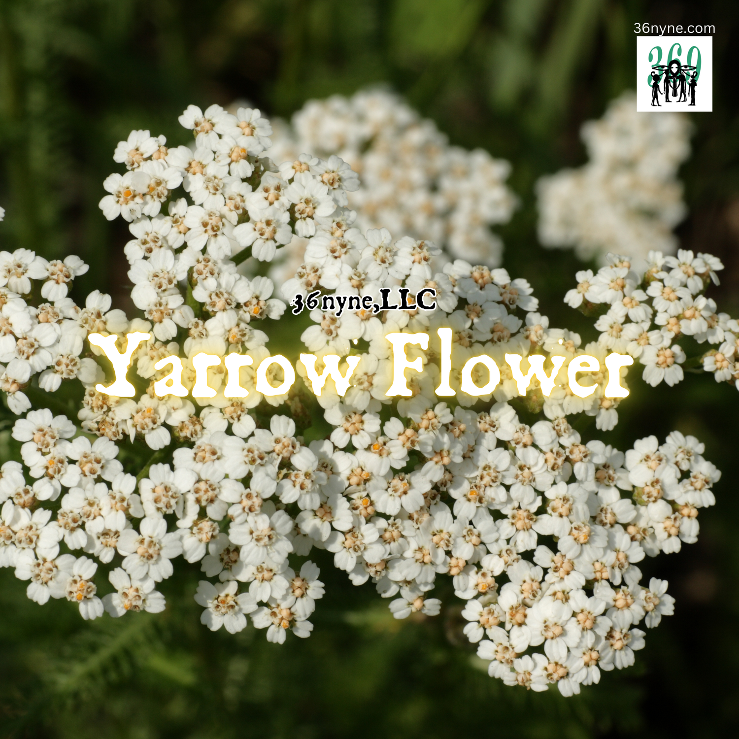Product Spotlight: Yarrow Tincture and Digestion Aid Loose Leaf Blend