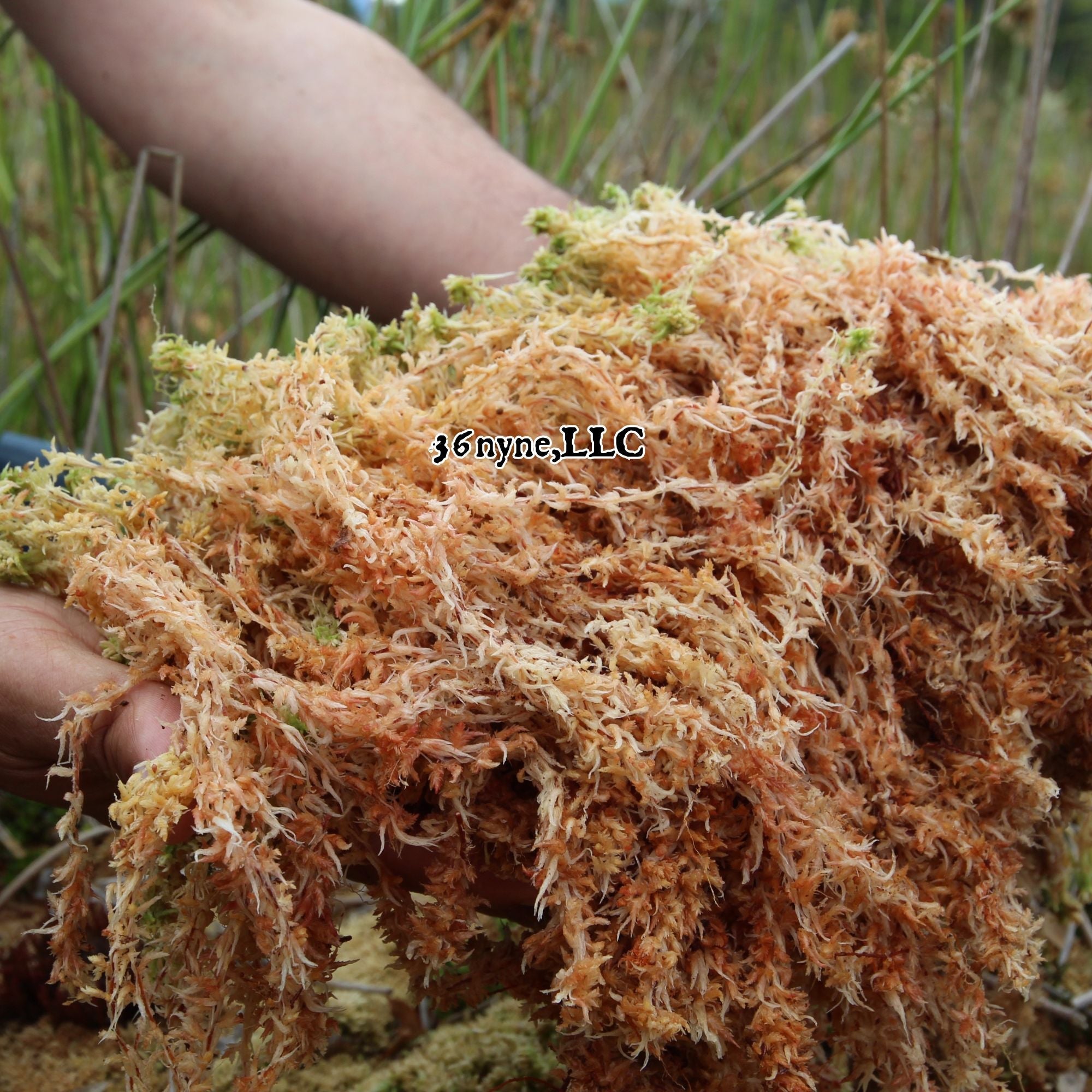 Sea Moss and Supplements
