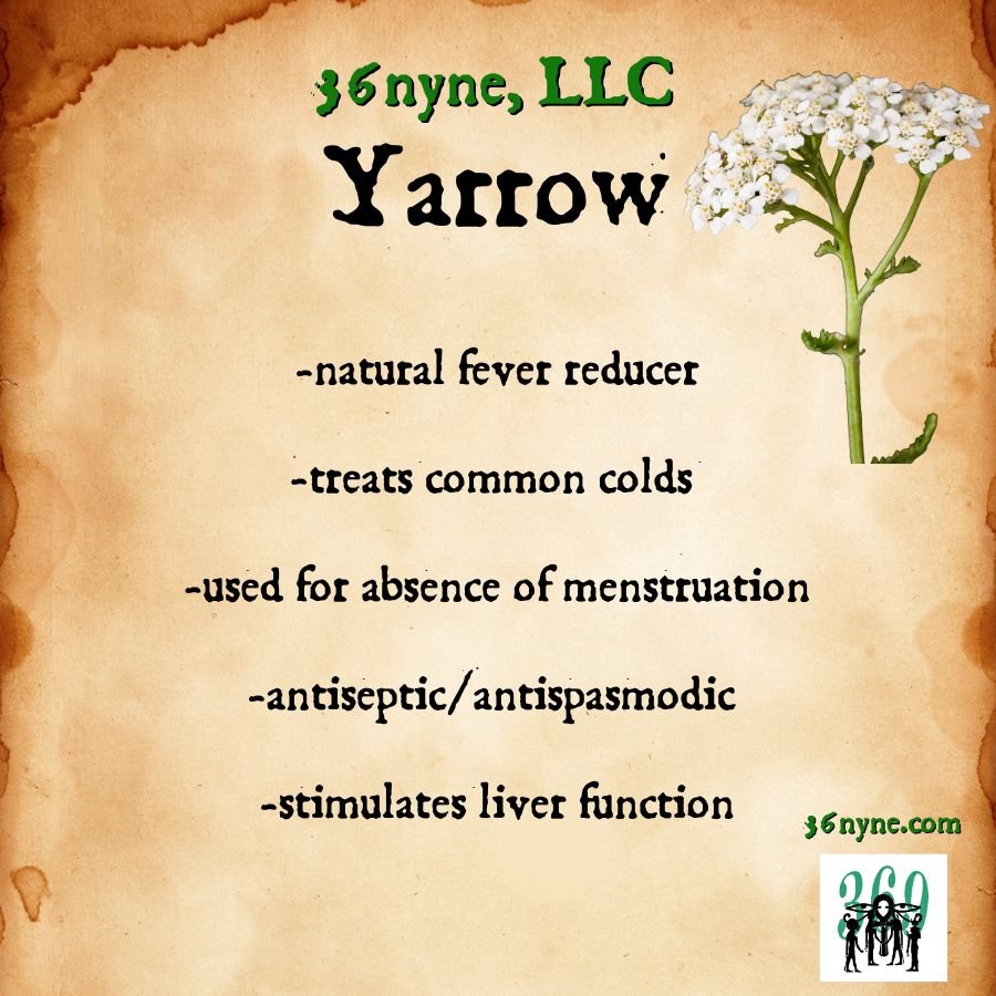 Yarrow Tincture  (Natural Fever Reducer)